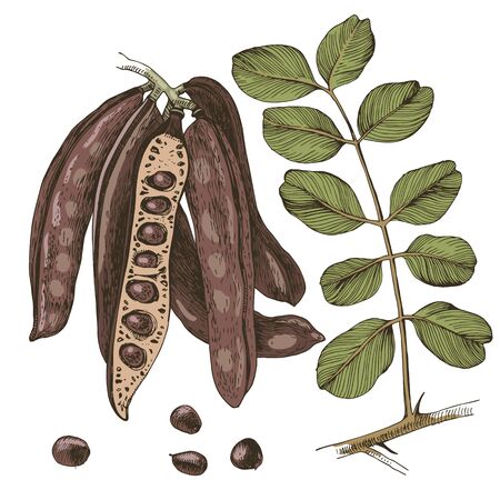 Hand drawn colorful carob. Pods, seeds and leaves. Vector illustrationのイラスト素材