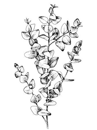 Hand drawn baby blue eucalyptys branch. Vector illustration.のイラスト素材