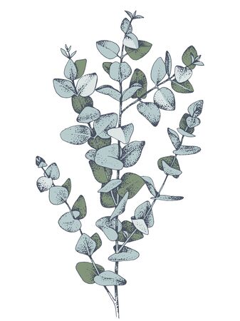Hand drawn colorful baby blue eucalyptys branch. Vector illustration.のイラスト素材