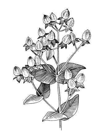 Hand drawn hypericum branchのイラスト素材
