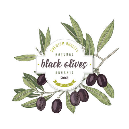 Black olives label design over hand drawn olive branchのイラスト素材