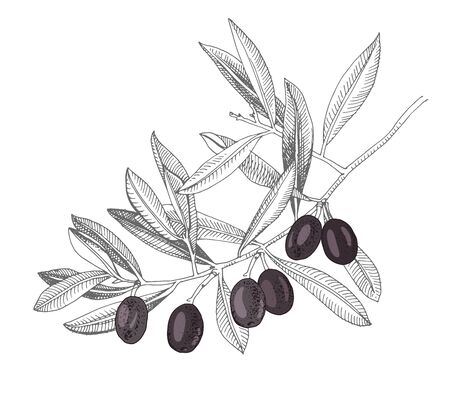 Hand drawn branch with black olives. Sketched vector illustration. Easy to use in your package designs.のイラスト素材