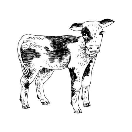 Hand drawn illustration of calfのイラスト素材