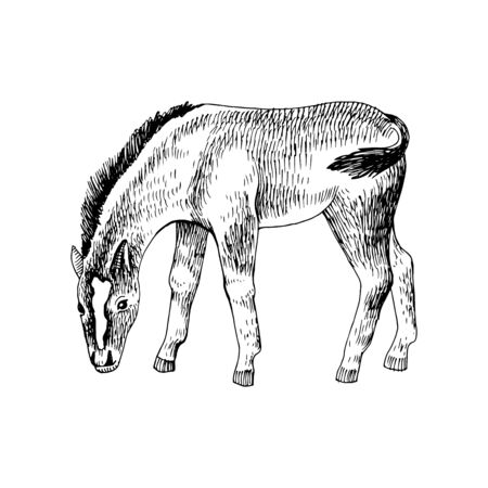 Hand drawn sketch of foal grazingのイラスト素材