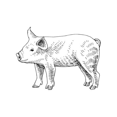 Hand drawn piglet. Farm animal. Vector illustration in retro styleのイラスト素材