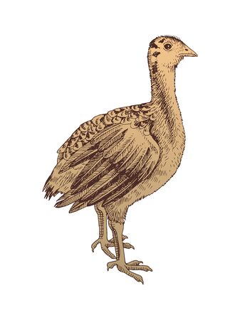 Hand drawn turkey nestlingのイラスト素材