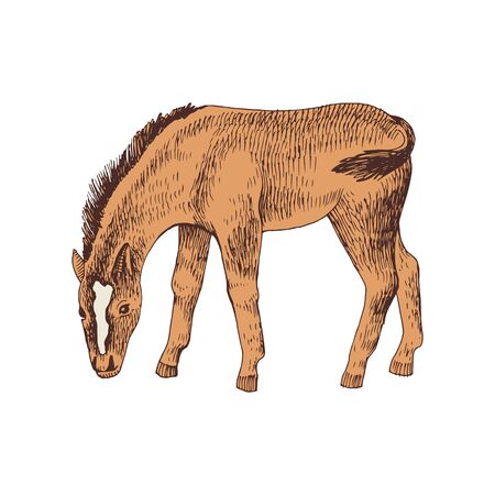 Hand drawn sketch of foal grazingのイラスト素材