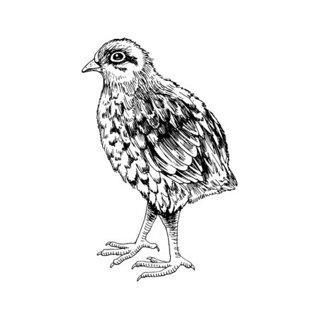 Hand drawn baby quailのイラスト素材