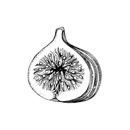 Hand drawn black and white fig halfのイラスト素材
