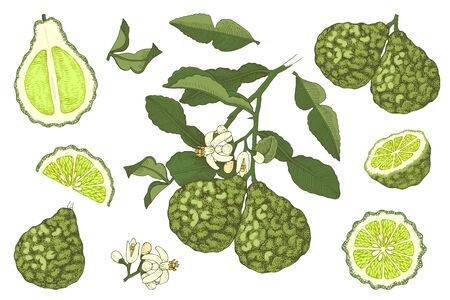Hand drawn bergamot collection.のイラスト素材