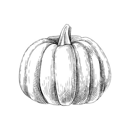 Hand drawn pumpkinのイラスト素材