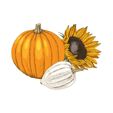Hand drawn fall pumpkinsのイラスト素材