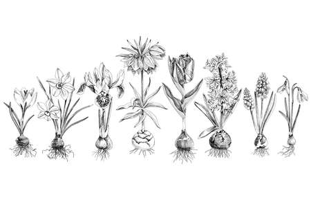 Hand drawn spring bulbous flowersのイラスト素材