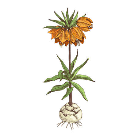 Hand drawn spring imperial grouse flower.のイラスト素材