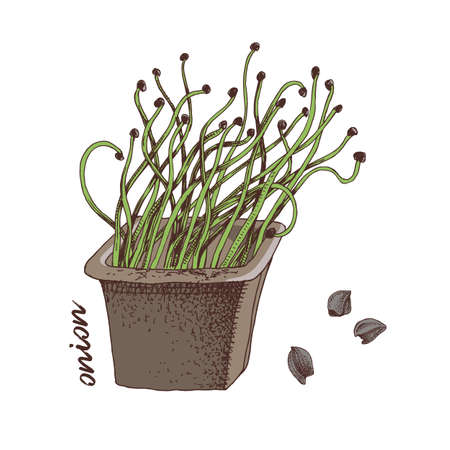 Hand drawn onion microgreens. Healthy foodのイラスト素材