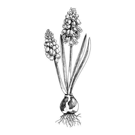 Hand drawn spring blue muscari flower.のイラスト素材