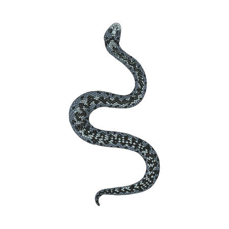 Fairy snake isolated on white background.のイラスト素材