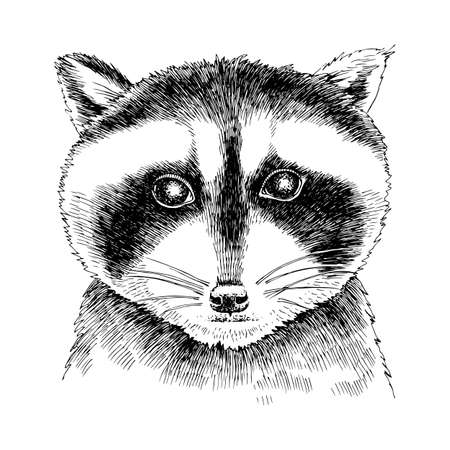 Hand drawn portrait of funny Raccoon babyのイラスト素材