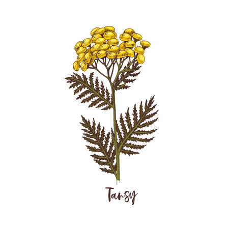 Branch of Tansy. Medicinal herbのイラスト素材