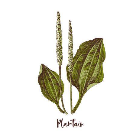 Branch of Plantain. Medicinal herbのイラスト素材