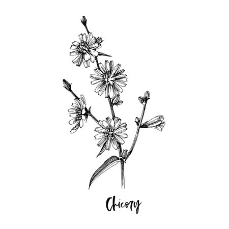 Branch of Chicory. Medicinal herbのイラスト素材