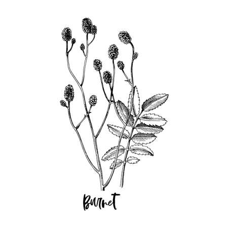 Branch of Burnet. Medicinal herbのイラスト素材