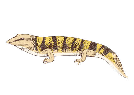 Hand Drawn illustration of desert Sandfish skinkのイラスト素材
