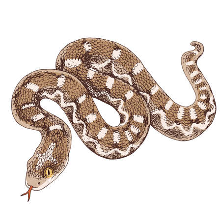Desert saw scaled Viper snake illustration