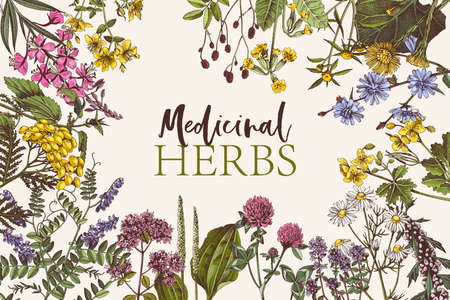 Hand drawn background of medicinal herbsの写真素材