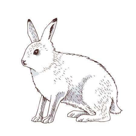 Arctic hare isolated on white backgroundのイラスト素材