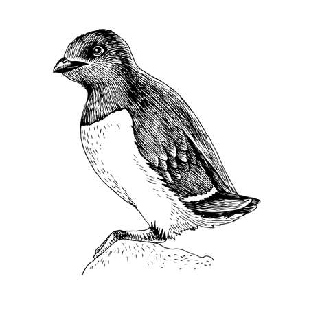 Illustration for Hand-drawn sketch of a polar little auk or dovekie - Royalty Free Image