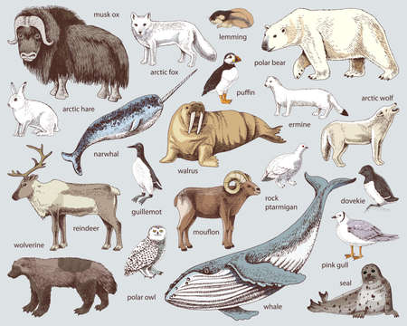 Hand drawn Arctic animals collectionのイラスト素材