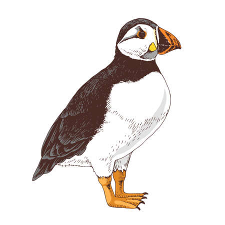 Hand drawn Atlantic puffin bird.のイラスト素材