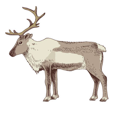 Reindeer with huge antlers isolated on white.のイラスト素材