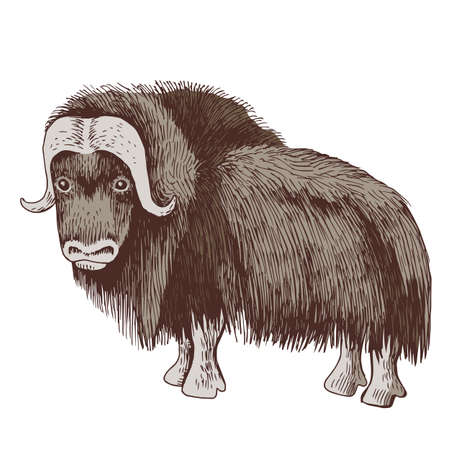 Standing musk ox isolated on white backgroundのイラスト素材