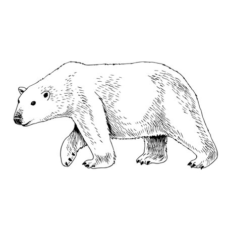 White arctic polar bear hand drawn image.のイラスト素材