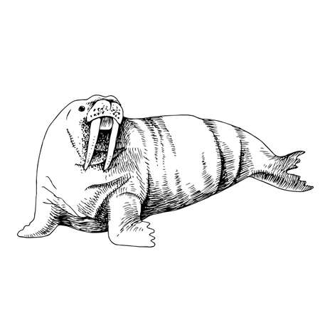 Big Walrus isolated on white backgroundのイラスト素材