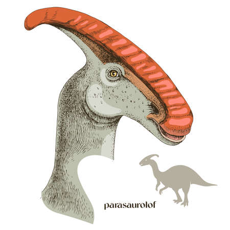 Hand drawn realistic dinosaurus Parasaurolofのイラスト素材