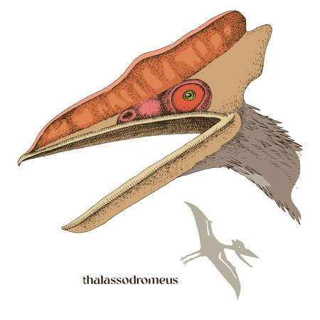 Hand drawn realistic pterosaur Thalassodromeusのイラスト素材