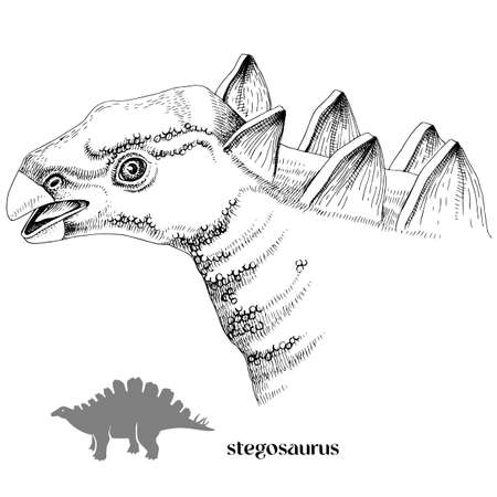 Hand drawn realistic dinosaurus Stegosaurusのイラスト素材