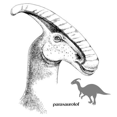 Hand drawn realistic dinosaurus Parasaurolofのイラスト素材