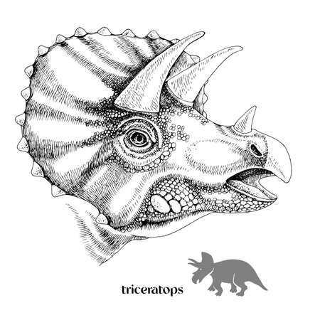 Hand drawn realistic dinosaurus Triceratopsのイラスト素材