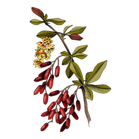 Hand drawn barberry with berries and blossomsのイラスト素材