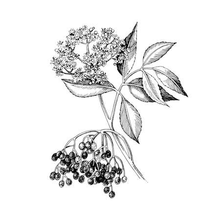 Hand drawn elderberry with berries and blossomsのイラスト素材