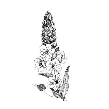 Hand-drawn Densely flowered mullien. Healing herbのイラスト素材