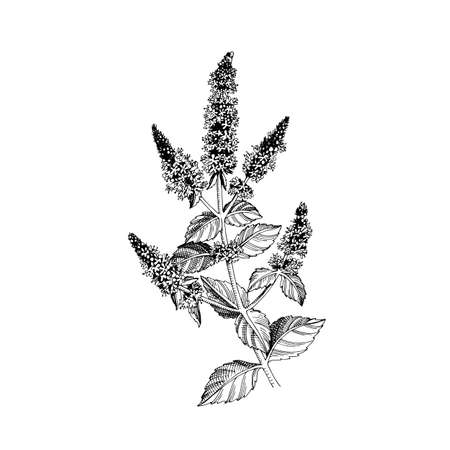 Hand-drawn Brandy mint. Medicinal herbのイラスト素材
