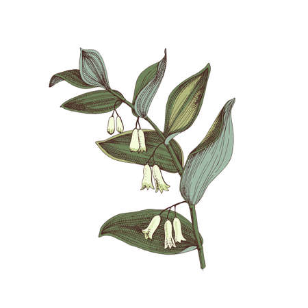 Hand-drawn Solomons Seal. Medicinal herbのイラスト素材