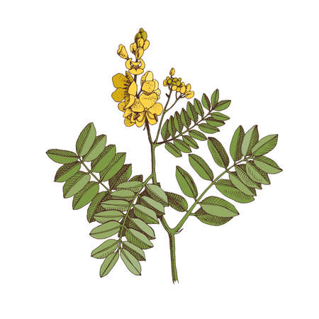 Hand-drawn Alexandrine senna. Medicinal herbのイラスト素材