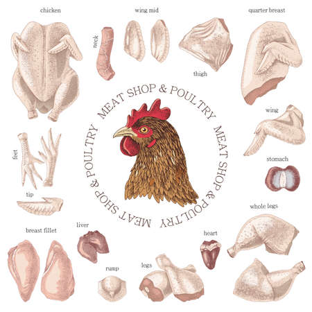 Hand drawn meat elements set. Poultry meat shop.のイラスト素材