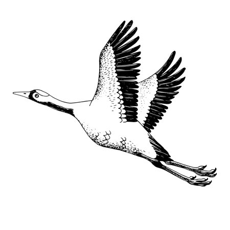 Hand drawn Chinese red crowned crane.のイラスト素材